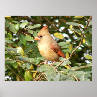 Póster Sweetness Cardinal