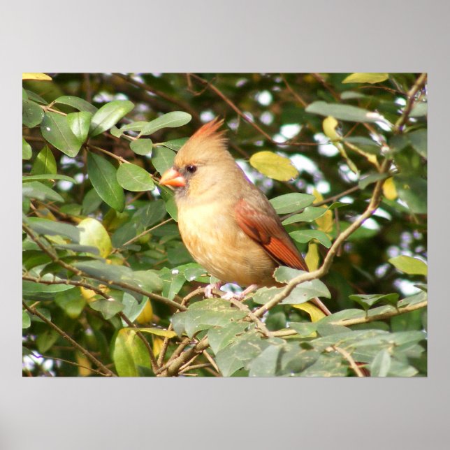 Póster Sweetness Cardinal (Frente)