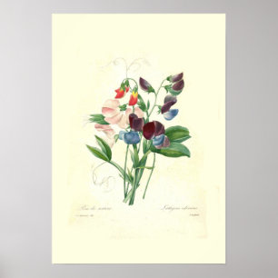 Póster Sweetpeas