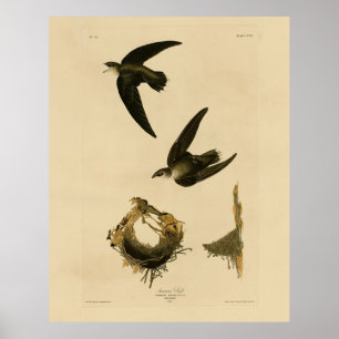Póster Swift Audubon, estadounidense (chimenea), pájaros