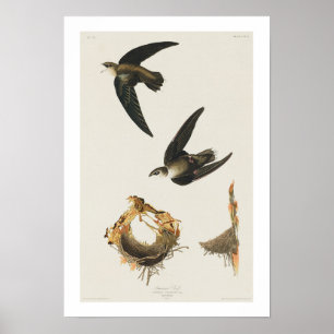 Póster Swift estadounidense por Audubon Poster