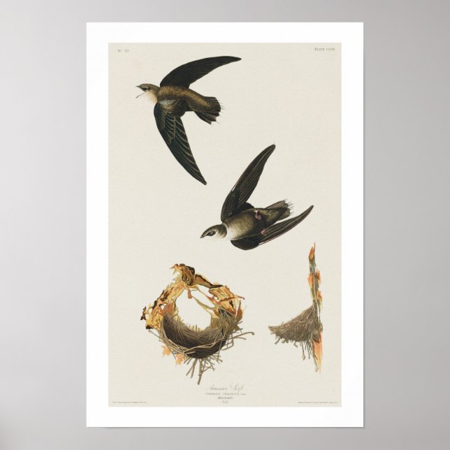 Póster Swift estadounidense por Audubon Poster (Frente)
