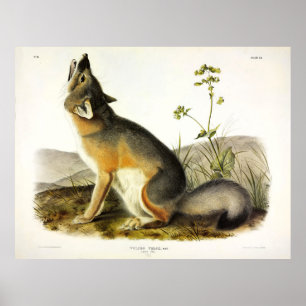 Póster Swift Fox (Vulpes Velox) de Audubon