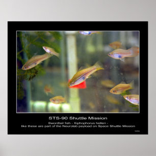 Póster Swordtail fish like these are part... - Customized