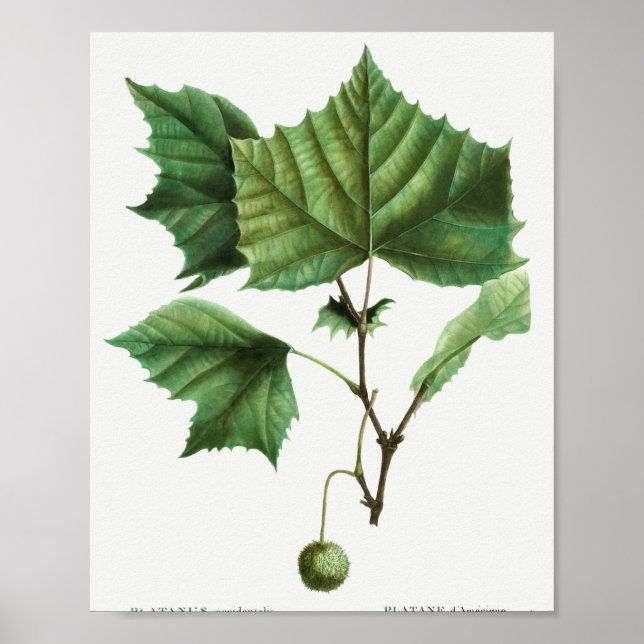 Póster sycamore americano (Platanus occidentalis) de Tra (Frente)