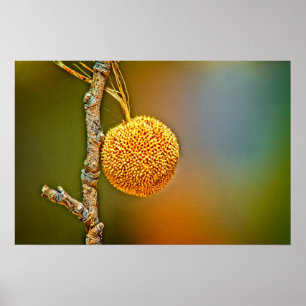 Póster Sycamore Seed Ball