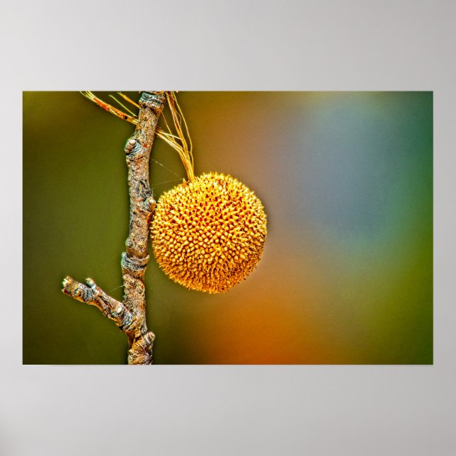 Póster Sycamore Seed Ball (Frente)