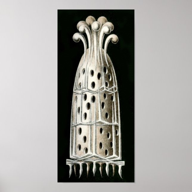 Póster Sycandra compressa, Bella Artes Ernst Haeckel (Frente)