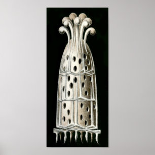 Póster Sycandra compressa, Bella Artes Ernst Haeckel