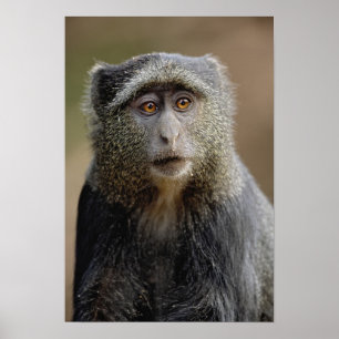 Póster Sykes o mono azul, mitis del Cercopithecus,