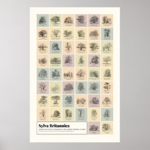 Póster Sylva Britannica