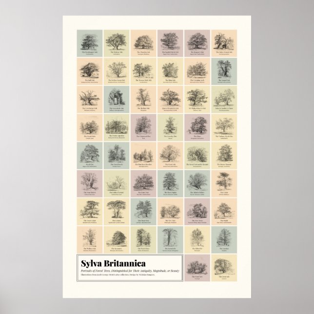 Póster Sylva Britannica (Frente)