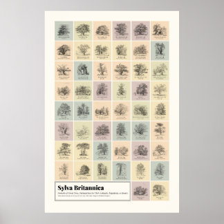 Póster Sylva Britannica