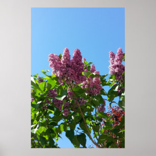 Póster Syringa , árbol de flor de lila