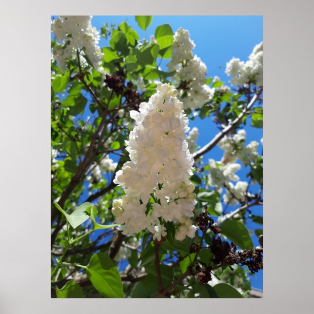 Póster Syringa, Árbol de flores de lámina blanca (Frente)
