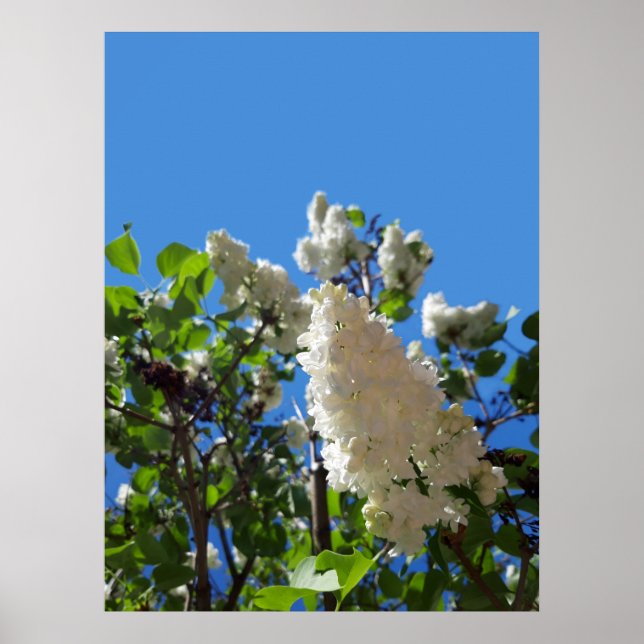 Póster Syringa, Árbol de flores de lámina blanca (Frente)