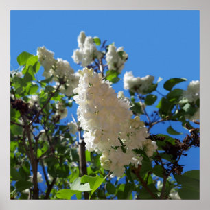 Póster Syringa, Árbol de flores de lámina blanca