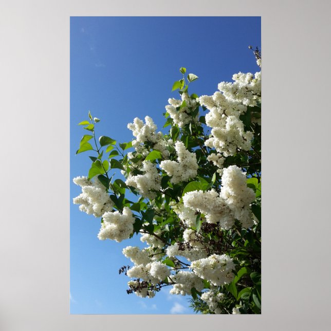 Póster Syringa, Árbol de flores de lámina blanca (Frente)