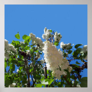 Póster Syringa , Cartel de árbol de flor de lila blanca