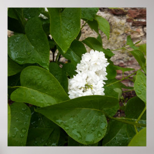Póster Syringa, Flor blanca de Lilac con gotas de lluvia