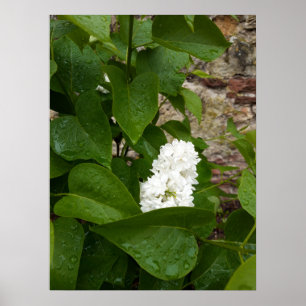 Póster Syringa, Flor blanca de Lilac con gotas de lluvia