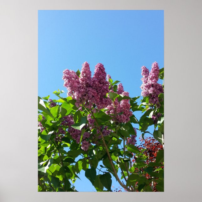 Póster Syringa, Flor Lilac (Frente)