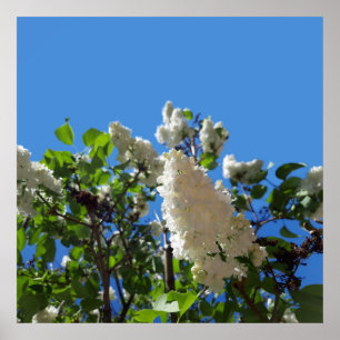 Póster Syringa, Poster de Flor Lilac Blanca