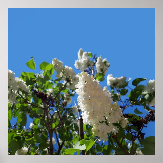 Póster Syringa, Poster de Flor Lilac Blanca (Frente)