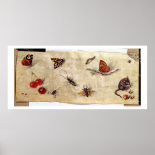 Póster T31567 Estudio de varios insectos, fruta y anima