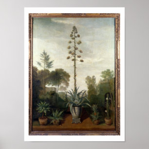 Póster T33047 A Jardín Botánico