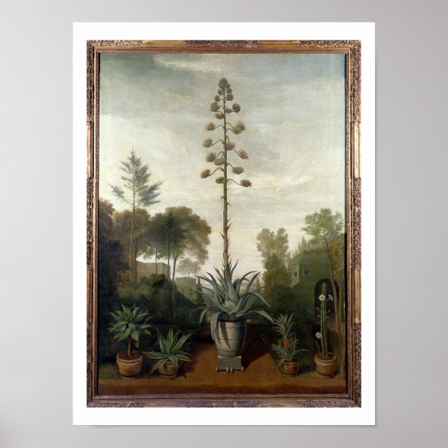 Póster T33047 A Jardín Botánico (Frente)
