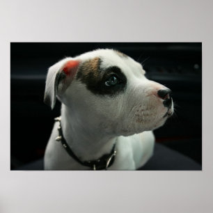 Póster T-Hueso del pitbull del perrito