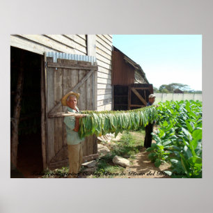 Póster Tabaco ingresando a un centro de curación Pinar de