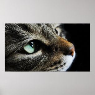 Póster Tabby