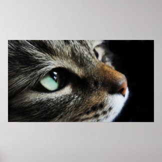 Póster Tabby