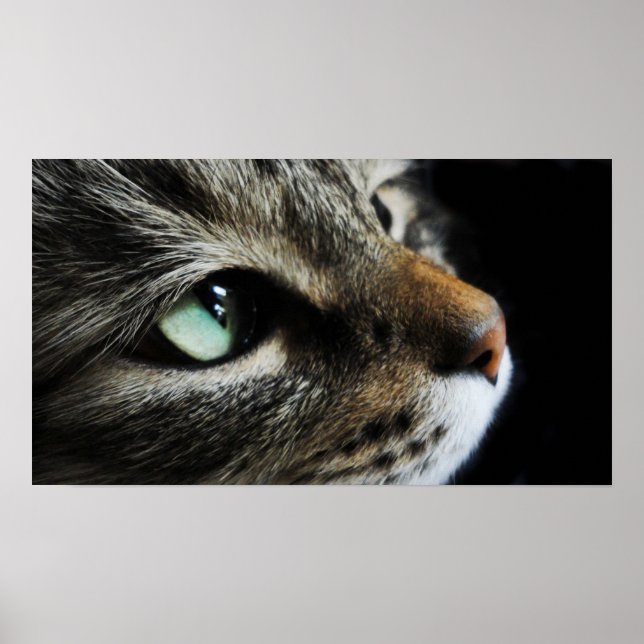 Póster Tabby (Frente)
