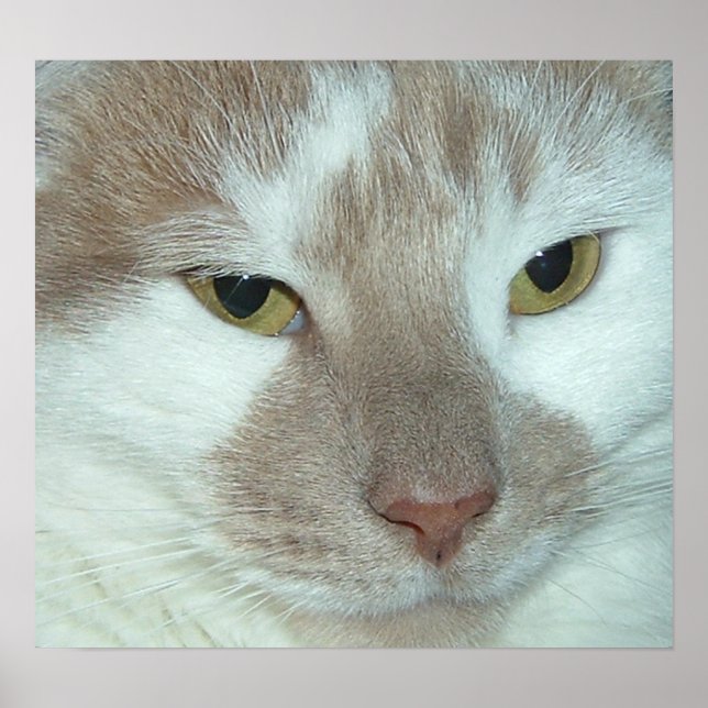 Póster Tabby blanco y Naranja (Frente)