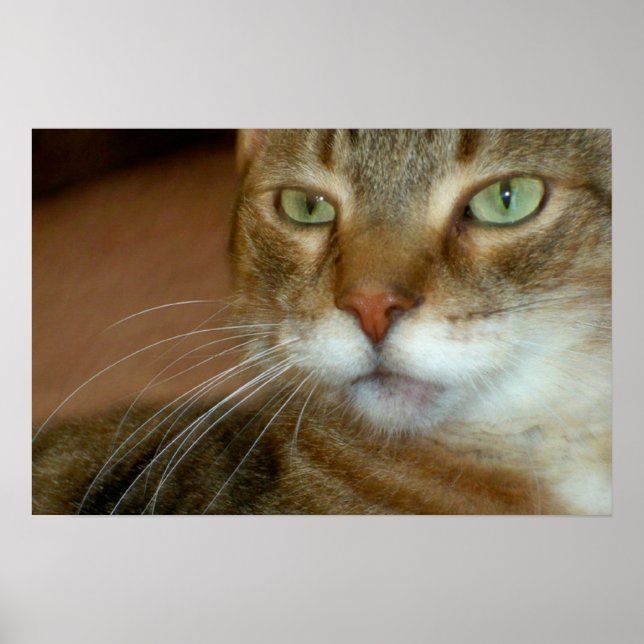 Póster Tabby Cat Love (Frente)