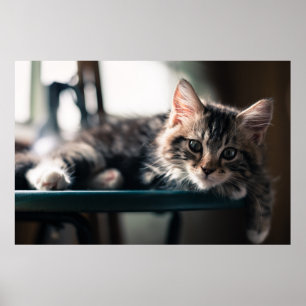 Póster Tabby dulce