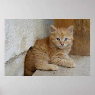 Póster Tabby Tomcat Kitten