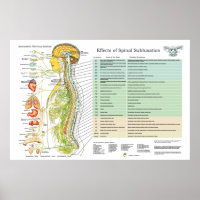 Tabla de Síntesis Hiropráctica de Nervios espinale