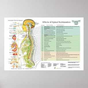 Póster Tabla de Síntesis Hiropráctica de Nervios espinale