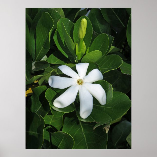 Póster Tahitian Gardenia (Frente)