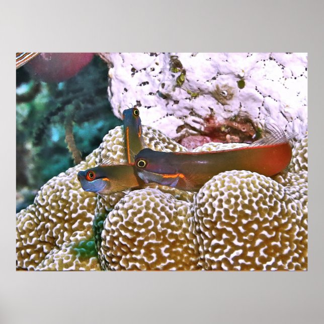 Póster Tail Spot Blenny Trio (Frente)