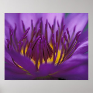 Póster Tailandia, Bangkok, loto morado y amarillo 2