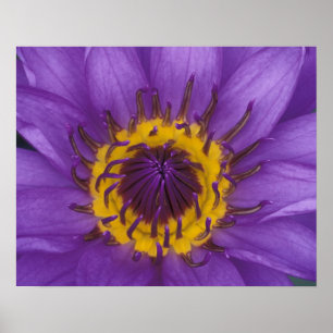 Póster Tailandia, Bangkok, Loto púrpura y amarillo