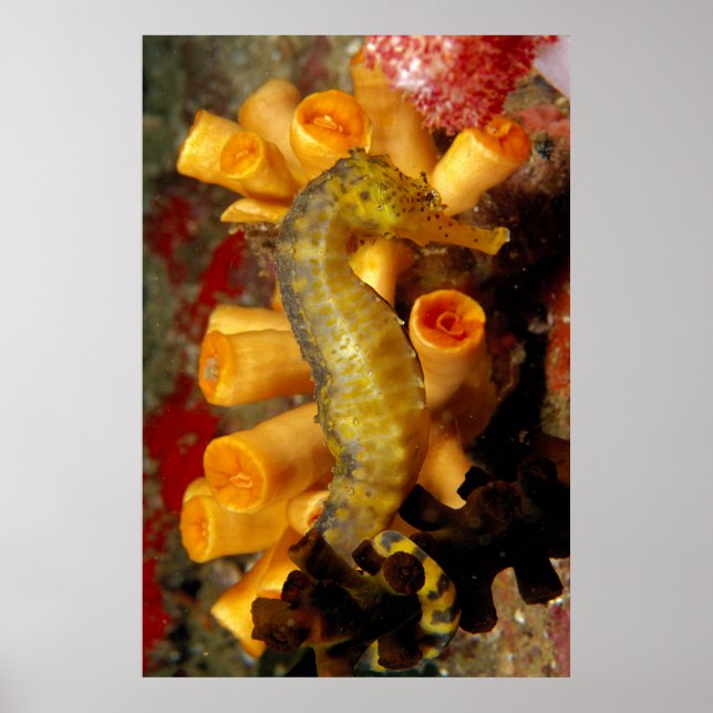 Póster Tailandia, caballito de mar de cerca (Frente)