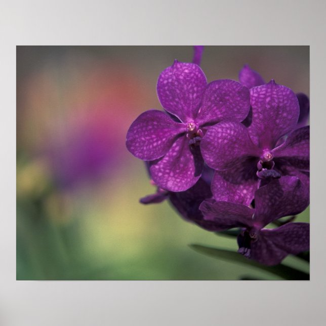 Póster Tailandia, norte de Tailandia, cerca de Chang Mai, (Frente)