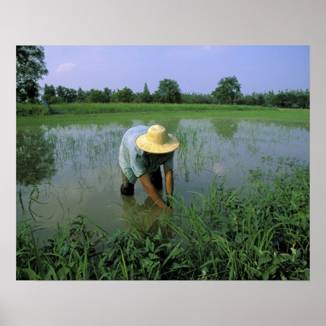 Póster Tailandia, Sukhothai. Granjero de arroz. SR. (Frente)