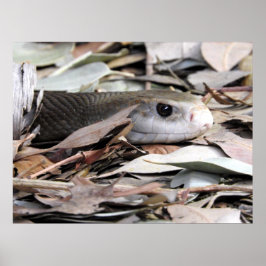 Póster Taipan costero